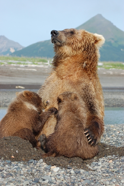 Real mama grizzly instead of Sarah Palin's crazy mama grizzly idea