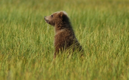 grizzly bear cub photo