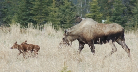 Alaska moose photo